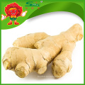 2015 NUEVO GINGER PRECIO